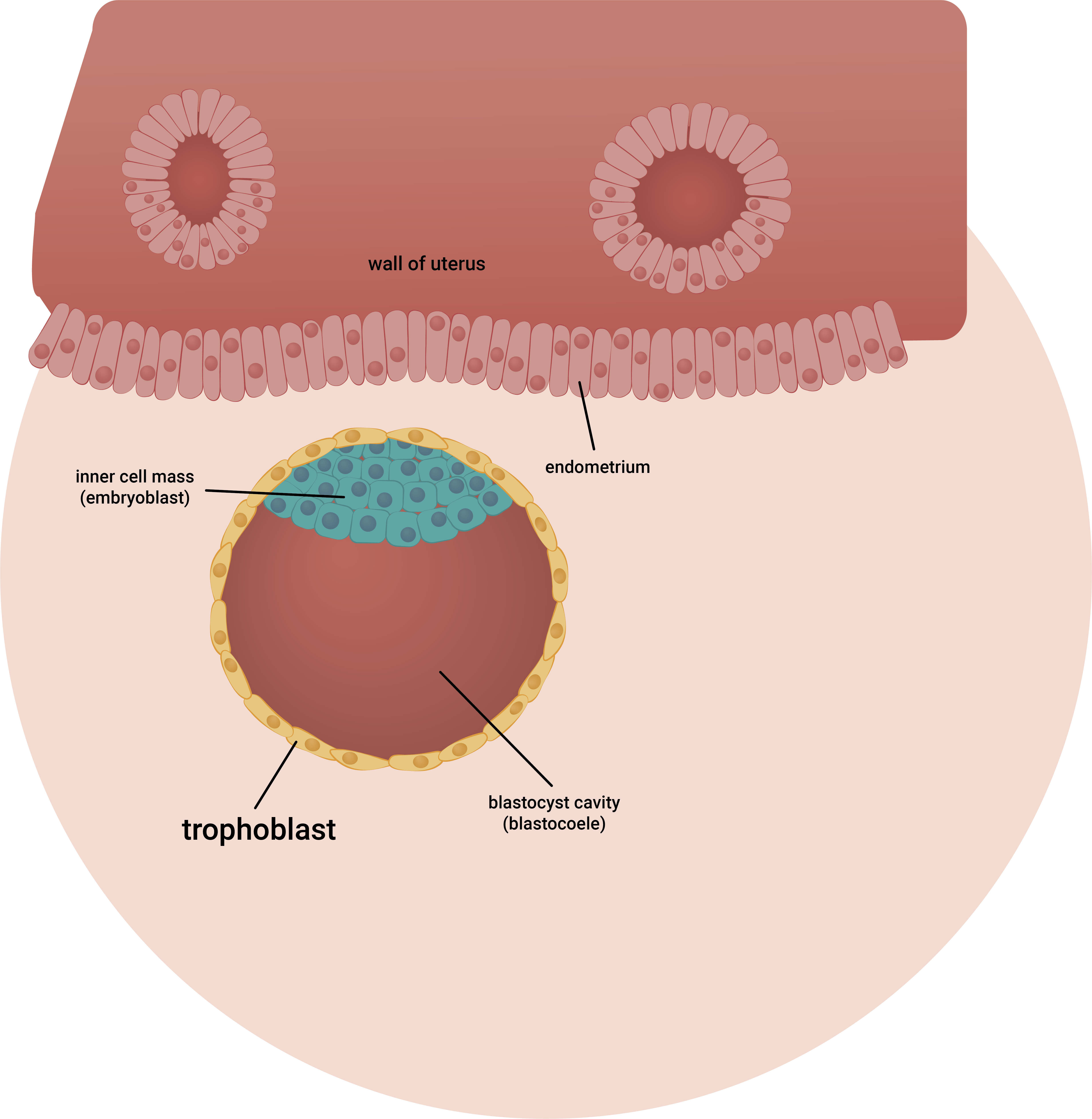 TrophoblastCell